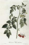 Alexander von Humboldt Lycopersicum esculentum oil on canvas